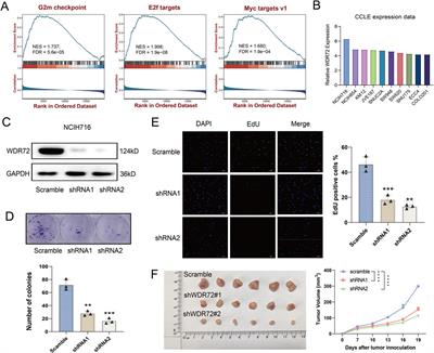 Exploration of the ubiquitination-related molecular classification and signature to predict the survival and immune microenvironment in colon cancer